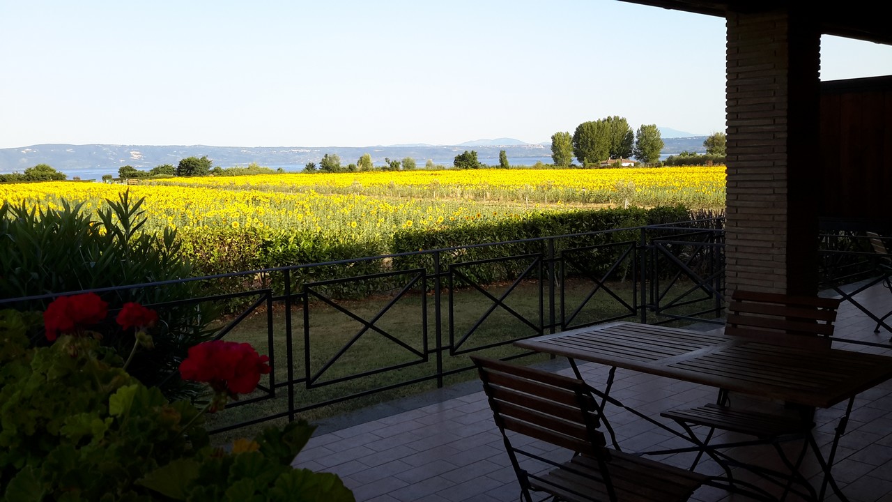 Agriturismo Bolsena - Arlena - girasoli